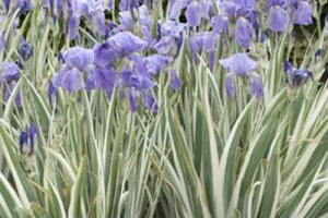 Iris Pallida 'Variegata'